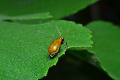 Close-up of insect on leaf