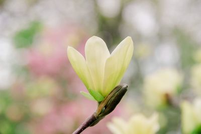 Close-up of pink flowering plant