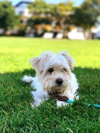 Portrait of a dog on field