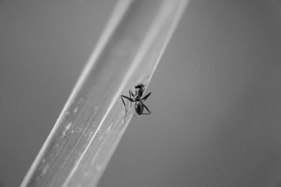 Close-up of insect