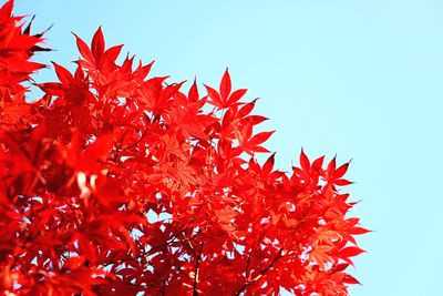 Low angle view of maple tree against clear sky