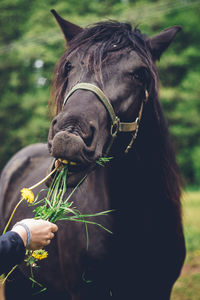 Young breeder gives her beautiful black working horse a grass to eat as a snack. the black horse