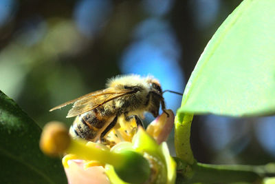Close-up of bee pollinating on flower