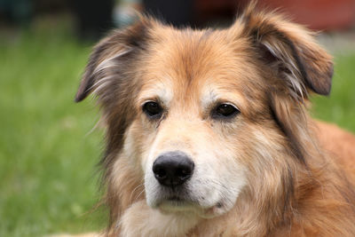 Close-up portrait of dog