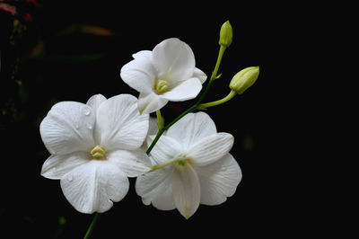 Close-up of white flowers