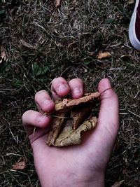 Close-up of cropped hand holding grass