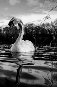 Black and white monochrome mute swan swans pair low-level water side view macro animal background