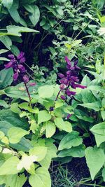 High angle view of pink flowering plant