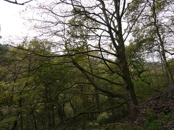 Low angle view of trees in forest