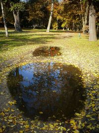 Trees in park during autumn