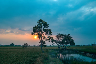 Scenic view of field against sky during sunset