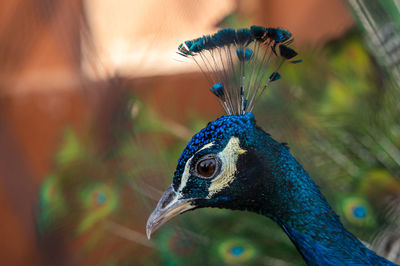 Close-up of peacock