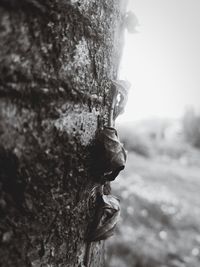 Close-up of statue against tree trunk