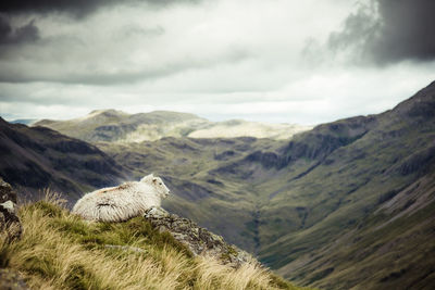 Sheep in cliff against mountains