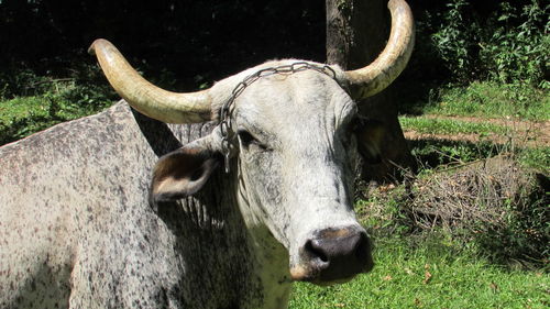 Close-up of a horse on field