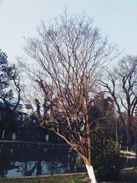 Bare trees against sky