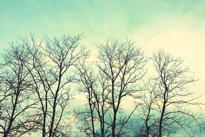 Low angle view of bare trees against sky