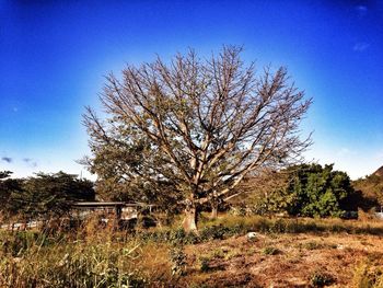 Bare trees on grassy field against blue sky