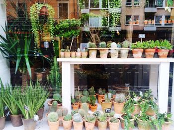 Potted plants in balcony