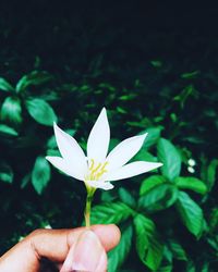 Close-up of hand holding flower against black background