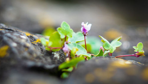 Close-up of purple flowering plant