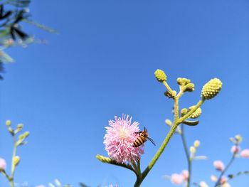 Low angle view of flowering plant against clear blue sky