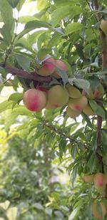 Low angle view of fruits growing on tree