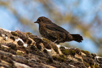 Low angle view of bird perching on rock