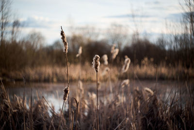 Close-up of stalks on field against sky