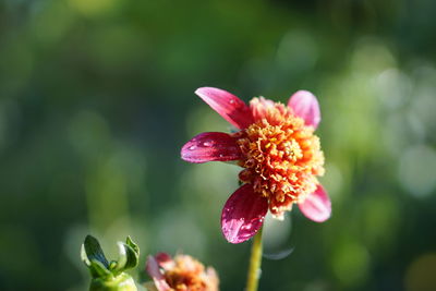 Close-up of pink flower