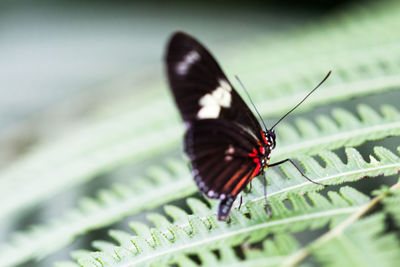 Close-up of butterfly on leaf