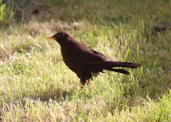 Bird perching on grass