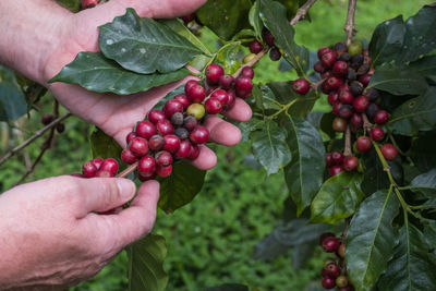 Cropped hands of man holding red berries growing on plant