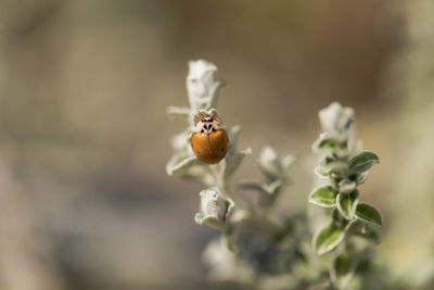 Close-up of butterfly on flower