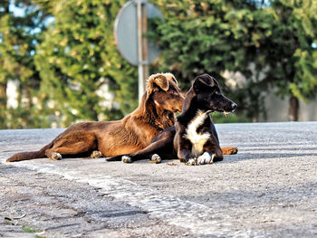 View of dogs sitting on road