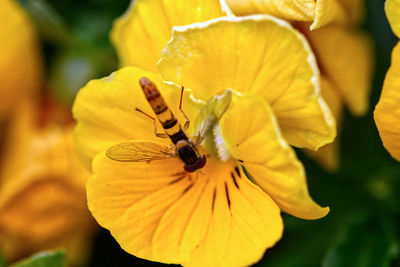 Close-up of insect on yellow flower