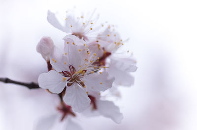 Close-up of white apple blossoms in spring