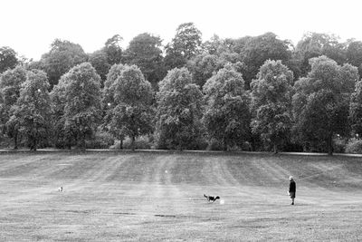 Men on tree against sky