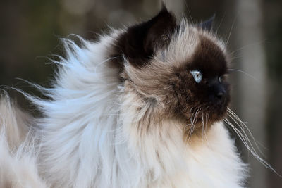 Close-up of a cat