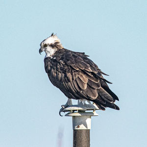 Low angle view of osprey perching on wooden post against sky