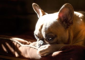 Close-up portrait of a dog