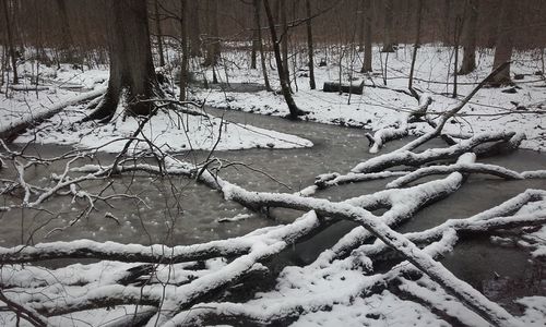 Bare trees on snow covered landscape