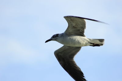 Low angle view of bird flying against clear sky