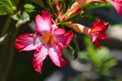 Close-up of pink hibiscus flower