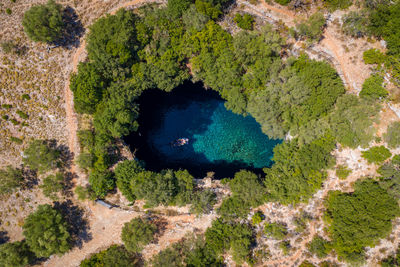 High angle view of plants on land