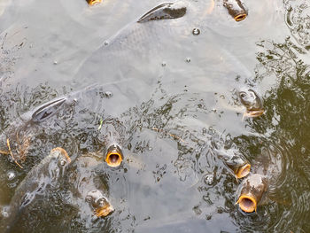 High angle view of fish swimming in lake