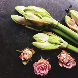 High angle view of roses on table