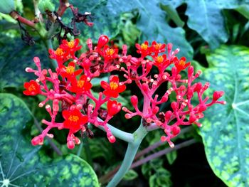 Close-up of red flowers blooming outdoors