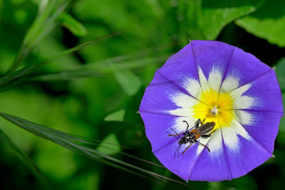 Close-up of bee pollinating on flower