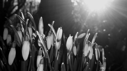 Close-up of white flowering plants on sunny day